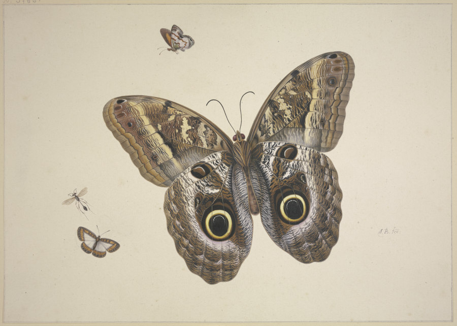 Ein großer brauner Schmetterling, zwei kleine und ein Insekt van Herman Henstenburgh
