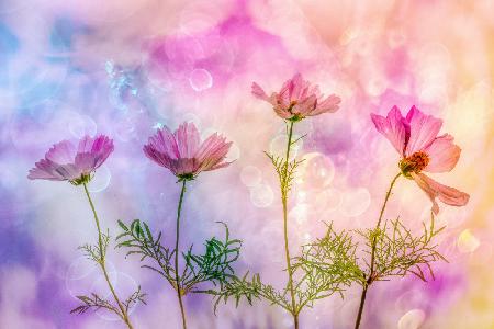 Cheerful Cosmea