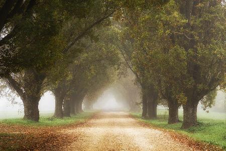 Misty forest