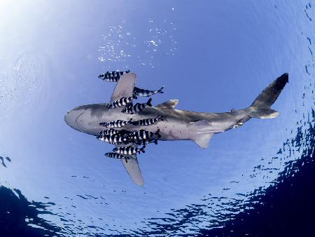 Oceanic White Tip Shark