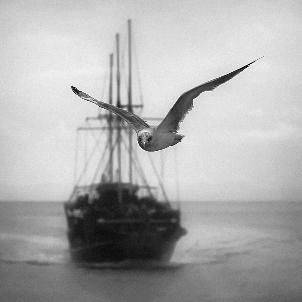 Seagull van Ileana Bosogea-Tudor