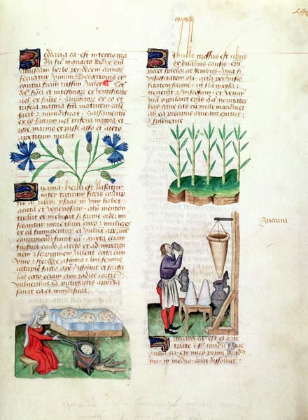 Ms Lat 993 L.9.28 Fol.142r Cornflowers, making pancakes, sugar cane and making sugar syrup, from 'Tr van Italian School, (15th century)