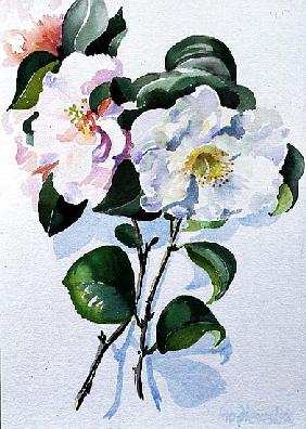 Camelia, 1998 (w/c on paper) 