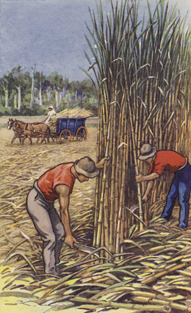 White men cutting sugar cane (Queensland) van J. Macfarlane