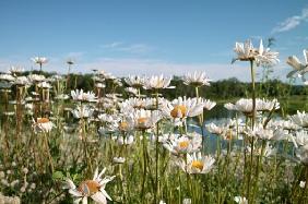 Wild Flowers and Pond