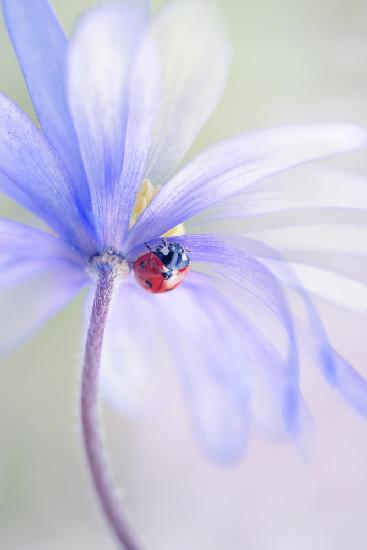 Spring Lady