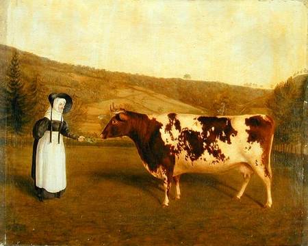 Shorthorn Cow van James Flewitt Mullock