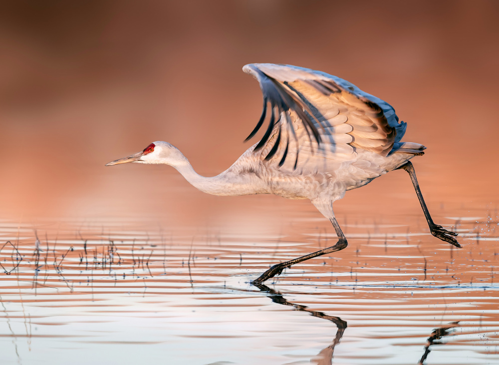 Running In The Morning Mist van James Lu