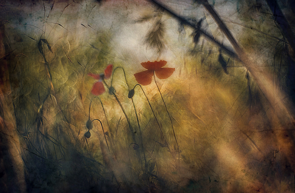 Soft summer dreams van Jan van der Linden