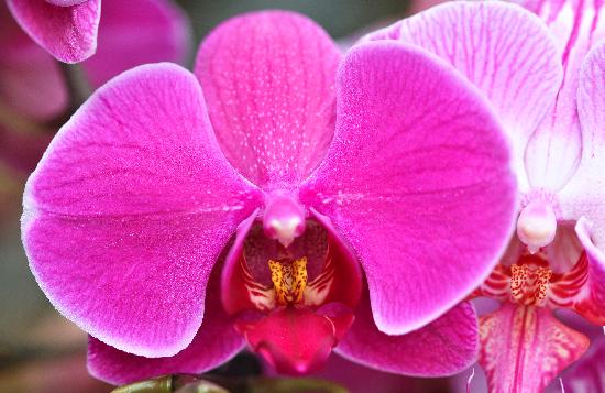Orchideen-Schau im Botanischen Garten van Jan Woitas