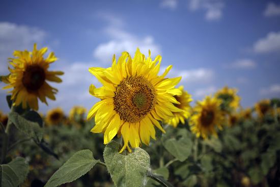Sonnenblumen auf dem Feld van Jan Woitas
