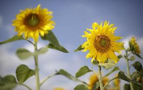 Sonnenblumen auf dem Feld