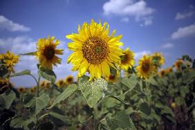 Sonnenblumen auf dem Feld