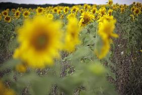 Sonnenblumen auf dem Feld