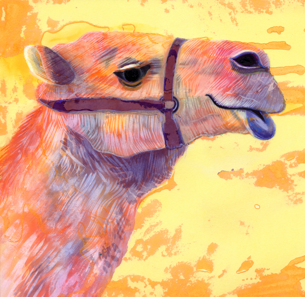 Camel van Jane Tattersfield
