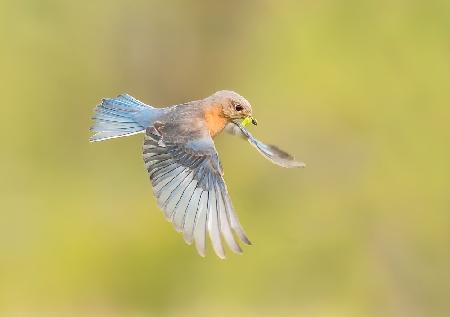 On the way to feed baby birds!