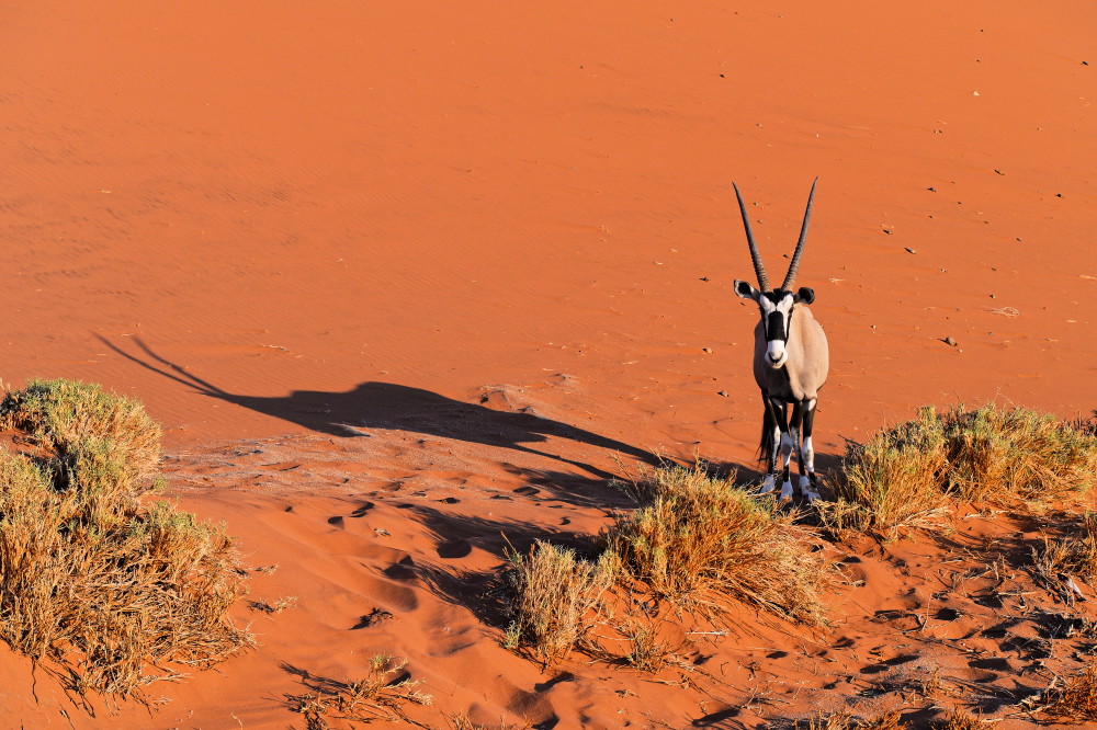 Oryx van Jean-Pierre Sepchat