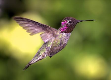 Annas Hummingbird in Flight