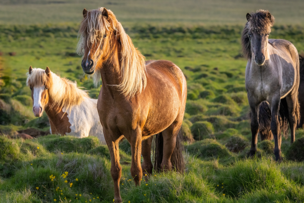 Icelandic horses in the gloaming van Jeffrey C. Sink