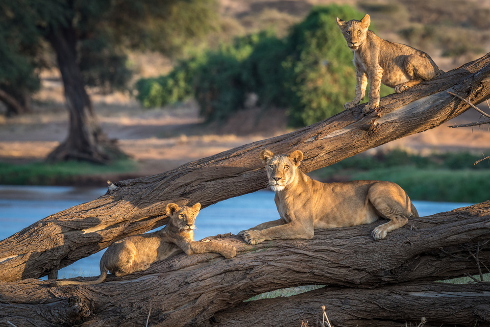 Lions cant climb trees van Jeffrey C. Sink