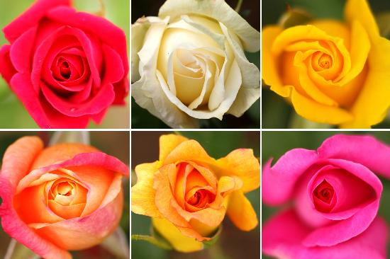 Blühende Rosen im Europa-Rosarium van Jens Wolf