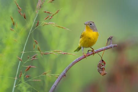 Nashville warbler