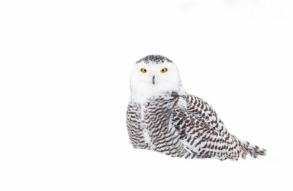 Snowy Owl in winter snow van Jim Cumming