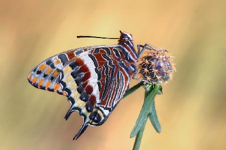 La mariposa del madroño