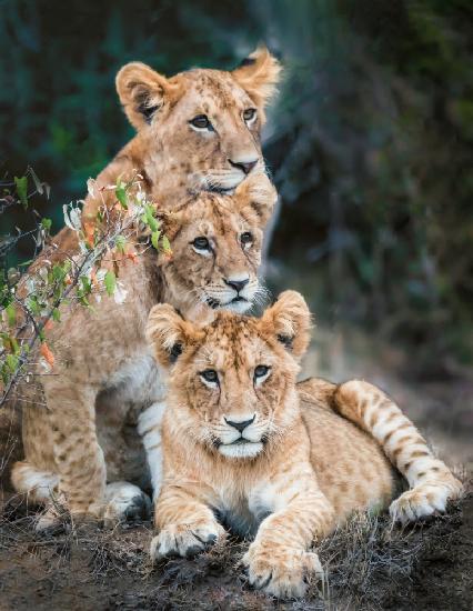 Lion cubs