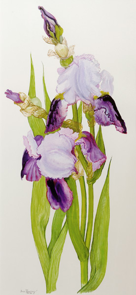 Mauve and purple irises with two buds van Joan  Thewsey