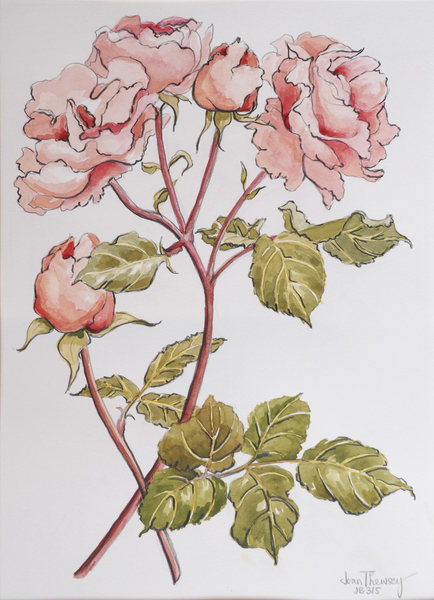 Roses,Abraham Darby van Joan  Thewsey