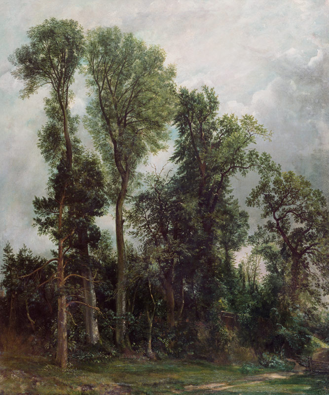 Trees at Hampstead van John Constable