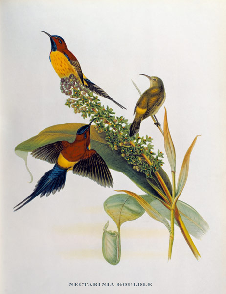 Nectarinia Gouldae from 'Tropical Birds' van John Gould