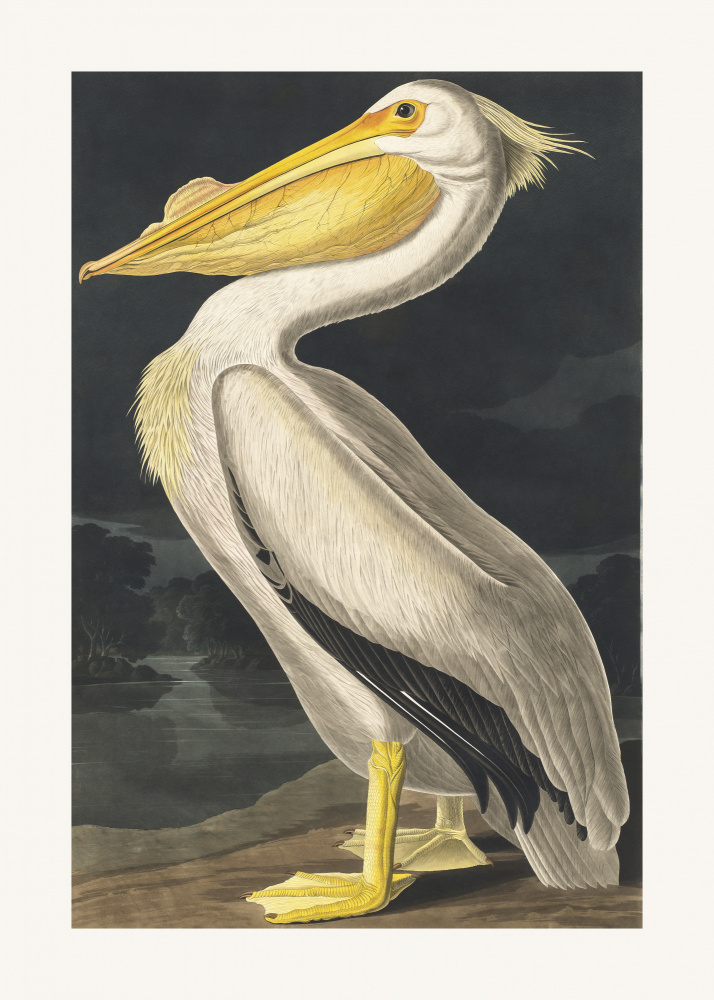 American White Pelican From Birds of America (1827) van John James Audubon