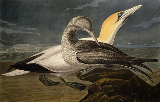 Gannets, from 'Birds of America', engraved by Robert Havell (1793-1878) published 1836 (coloured eng van John James Audubon