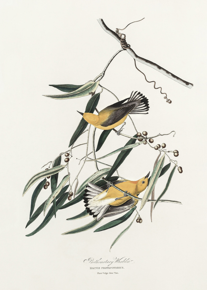 Prothonotary Warbler From Birds of America (1827) van John James Audubon