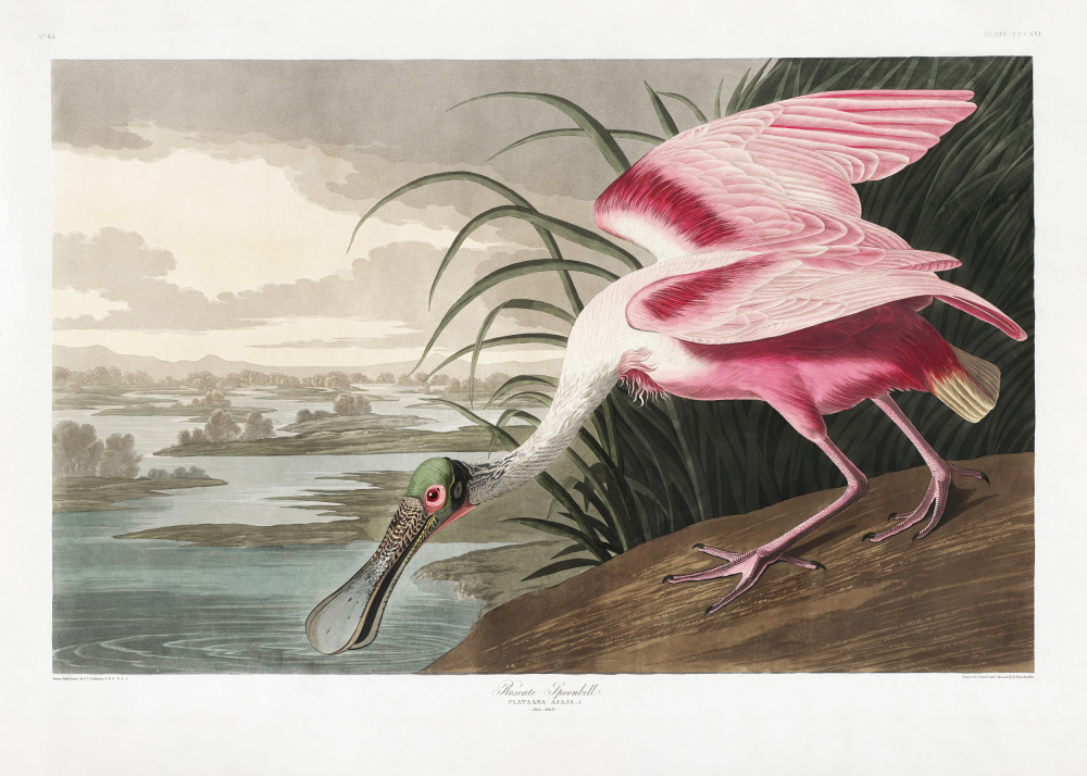 Roseate Spoonbill From Birds of America (1827) van John James Audubon
