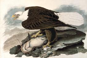 Der weißköpfige Adler (aus The Birds of America)