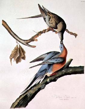 Passenger Pigeon, from 'Birds of America'