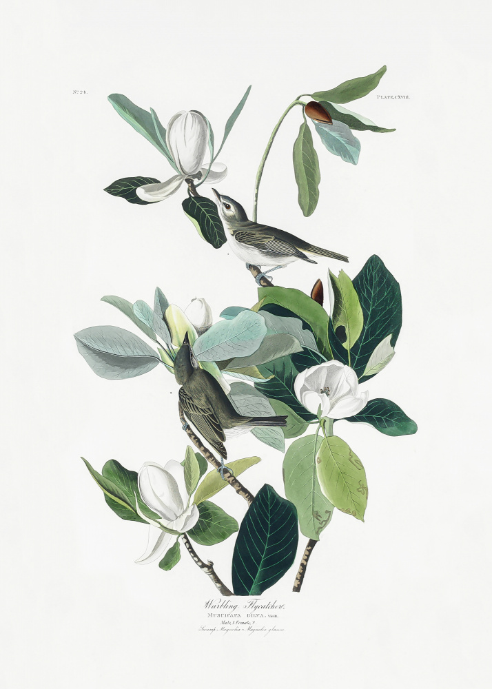 Warbling Flycatcher From Birds of America (1827) van John James Audubon