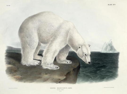 Ursus Maritimus (Polar Bear), plate 91 from 'Quadrupeds of North America', engraved by John T. Bowen van John James Audubon