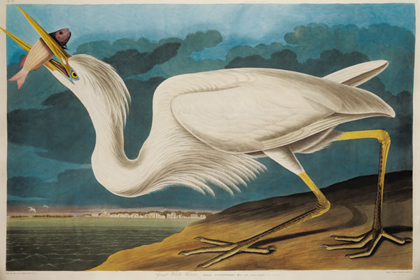 Great White Heron, from 'Birds of America', engraved by Robert Havell (1793-1878) 1835 (coloured eng van John James Audubon