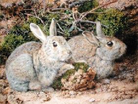 Two Rabbits