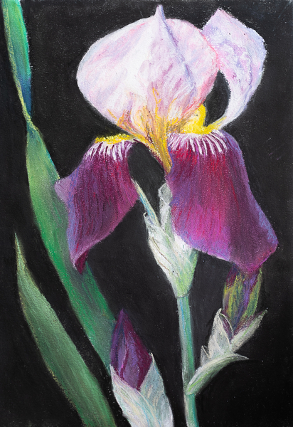 Iris from my garden van Margo Starkey