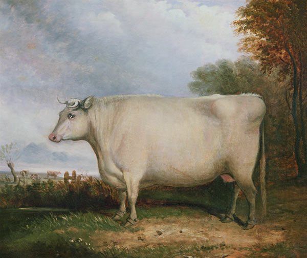 Portrait of a prize cow van John Vine