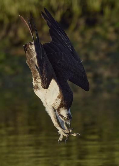 Ospreys catch fish