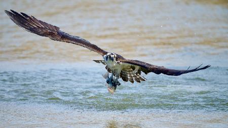 Osprey with catch