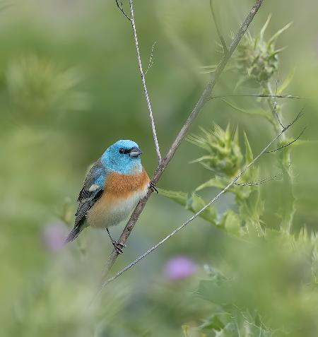 Lazuli Bunting