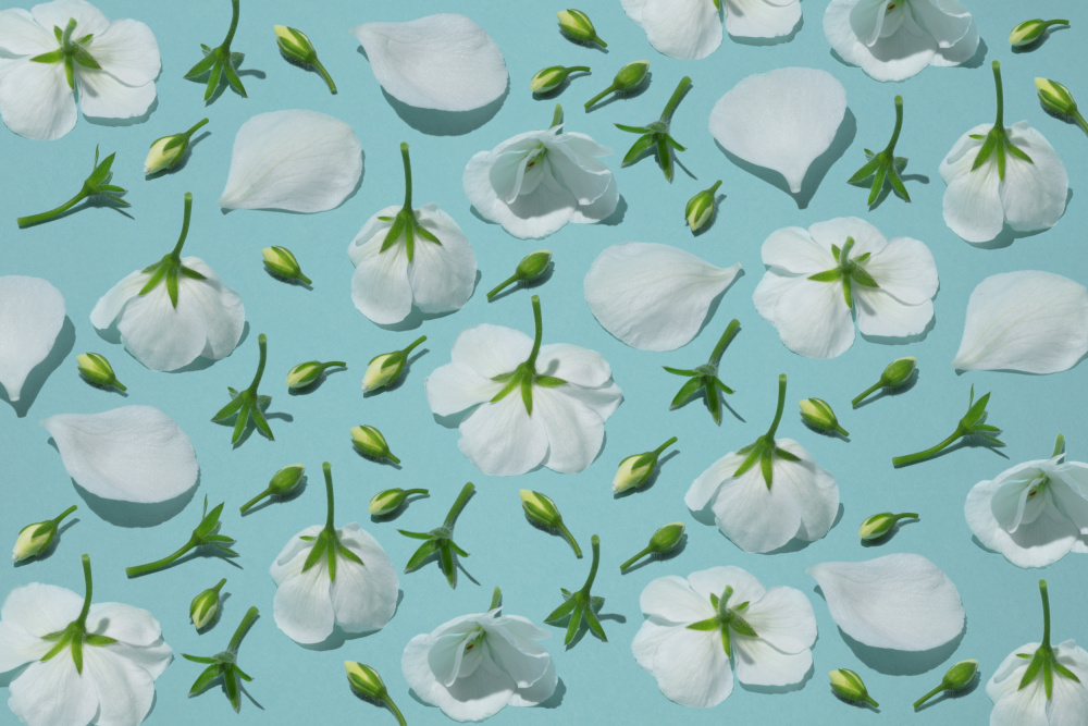 Flores Blancas van Julia Ramiro