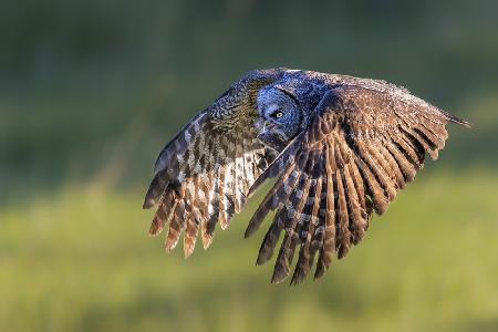 Great Grey Owl